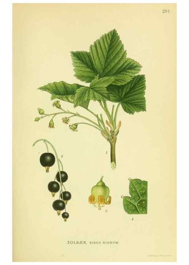 Reproducción/Reproduction 8147558817: Billeder af nordens flora,. København,G.E.C. Gad's forlag,1917-1927.