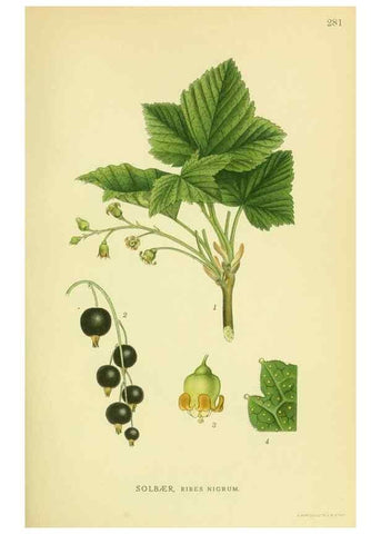 Reproducción/Reproduction 8147558817: Billeder af nordens flora,. København,G.E.C. Gad's forlag,1917-1927.