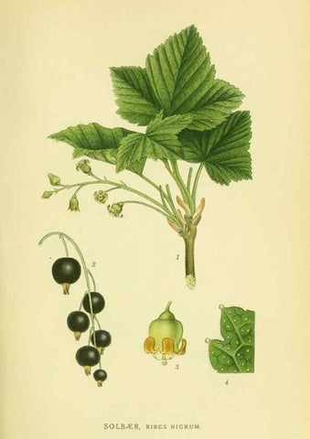 Reproducción/Reproduction 8147558817: Billeder af nordens flora,. København,G.E.C. Gad's forlag,1917-1927.