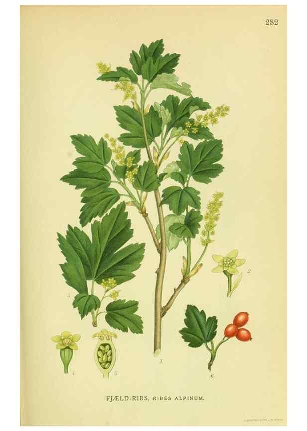 Reproducción/Reproduction 8147559227: Billeder af nordens flora,. København,G.E.C. Gad's forlag,1917-1927.