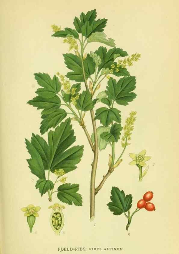 Reproducción/Reproduction 8147559227: Billeder af nordens flora,. København,G.E.C. Gad's forlag,1917-1927.