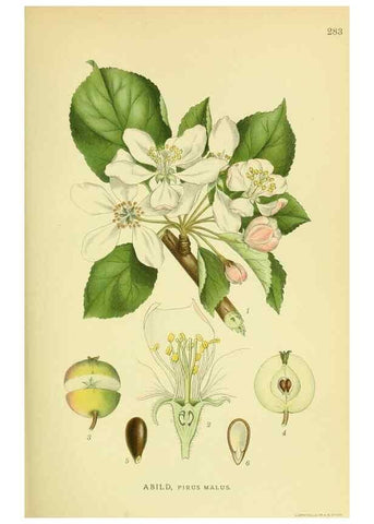 Reproducción/Reproduction 8147559793: Billeder af nordens flora,. København,G.E.C. Gad's forlag,1917-1927.