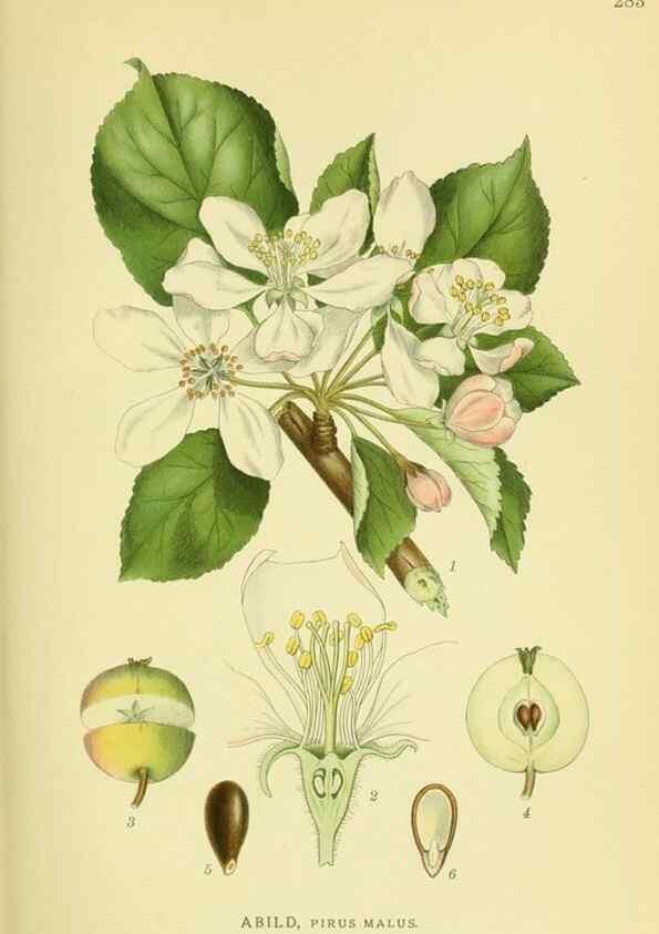 Reproducción/Reproduction 8147559793: Billeder af nordens flora,. København,G.E.C. Gad's forlag,1917-1927.