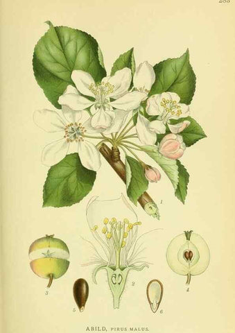 Reproducción/Reproduction 8147559793: Billeder af nordens flora,. København,G.E.C. Gad's forlag,1917-1927.