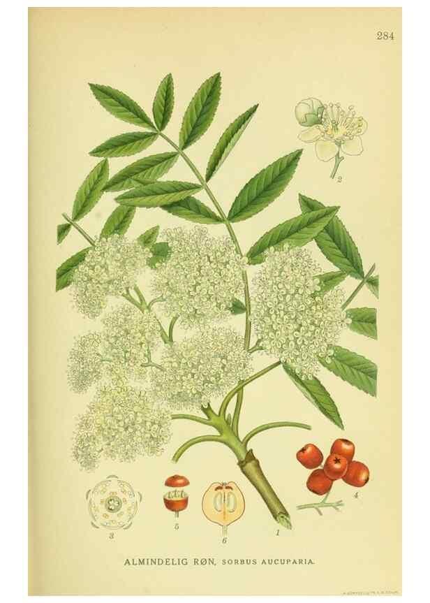 Reproducción/Reproduction 8147560253: Billeder af nordens flora,. København,G.E.C. Gad's forlag,1917-1927.