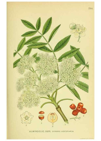 Reproducción/Reproduction 8147560253: Billeder af nordens flora,. København,G.E.C. Gad's forlag,1917-1927.