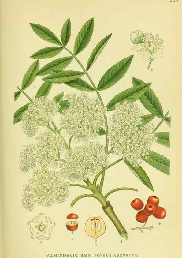 Reproducción/Reproduction 8147560253: Billeder af nordens flora,. København,G.E.C. Gad's forlag,1917-1927.