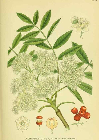 Reproducción/Reproduction 8147560253: Billeder af nordens flora,. København,G.E.C. Gad's forlag,1917-1927.