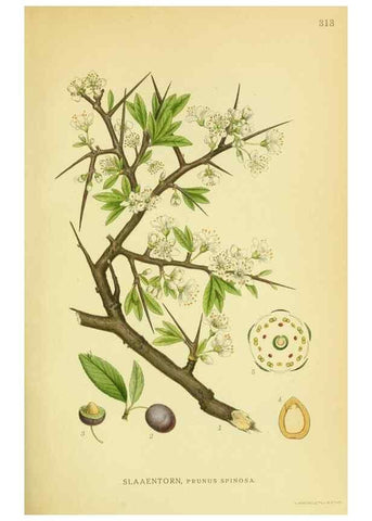 Reproducción/Reproduction 8147607308: Billeder af nordens flora,. København,G.E.C. Gad's forlag,1917-1927.