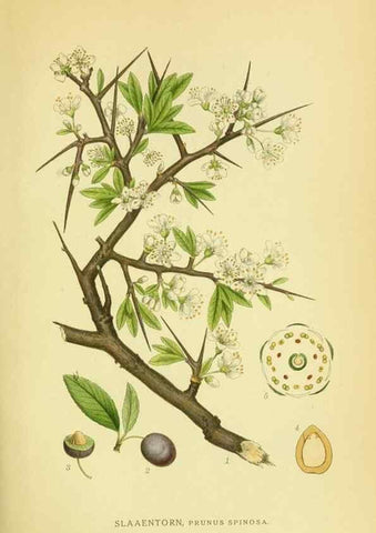 Reproducción/Reproduction 8147607308: Billeder af nordens flora,. København,G.E.C. Gad's forlag,1917-1927.