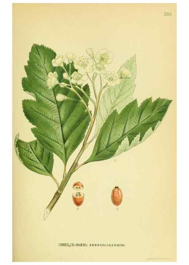 Reproducción/Reproduction 8147593496: Billeder af nordens flora,. København,G.E.C. Gad's forlag,1917-1927.