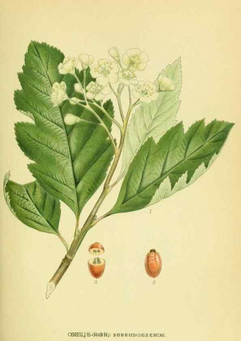Reproducción/Reproduction 8147593496: Billeder af nordens flora,. København,G.E.C. Gad's forlag,1917-1927.