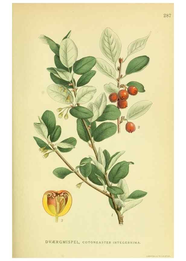 Reproducción/Reproduction 8147594568: Billeder af nordens flora,. København,G.E.C. Gad's forlag,1917-1927.