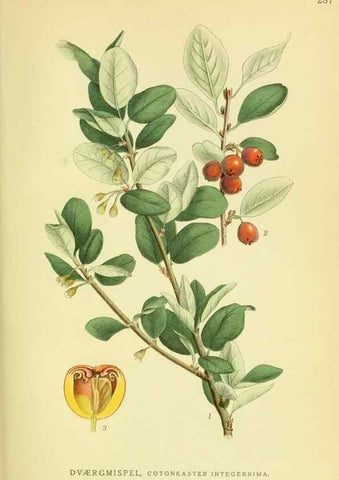 Reproducción/Reproduction 8147594568: Billeder af nordens flora,. København,G.E.C. Gad's forlag,1917-1927.