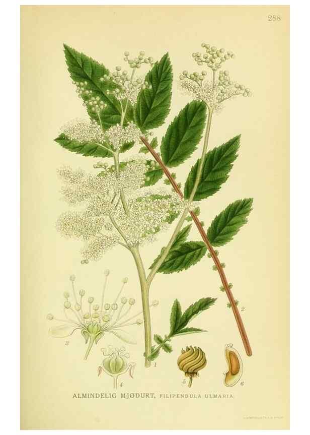 Reproducción/Reproduction 8147562407: Billeder af nordens flora,. København,G.E.C. Gad's forlag,1917-1927.