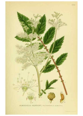Reproducción/Reproduction 8147562407: Billeder af nordens flora,. København,G.E.C. Gad's forlag,1917-1927.