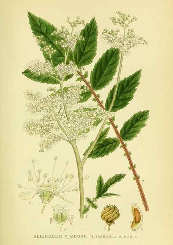 Reproducción/Reproduction 8147562407: Billeder af nordens flora,. København,G.E.C. Gad's forlag,1917-1927.