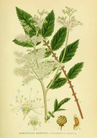 Reproducción/Reproduction 8147562407: Billeder af nordens flora,. København,G.E.C. Gad's forlag,1917-1927.
