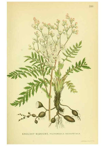 Reproducción/Reproduction 8147562985: Billeder af nordens flora,. København,G.E.C. Gad's forlag,1917-1927.