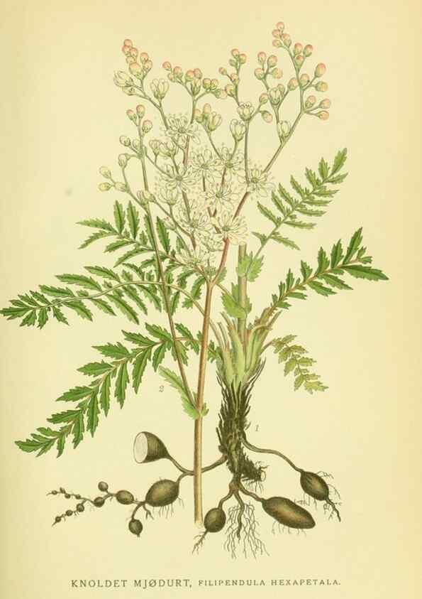 Reproducción/Reproduction 8147562985: Billeder af nordens flora,. København,G.E.C. Gad's forlag,1917-1927.