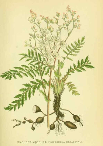 Reproducción/Reproduction 8147562985: Billeder af nordens flora,. København,G.E.C. Gad's forlag,1917-1927.