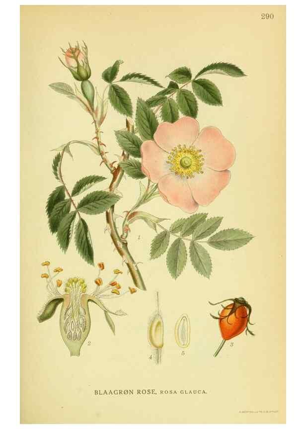 Reproducción/Reproduction 8147596150: Billeder af nordens flora,. København,G.E.C. Gad's forlag,1917-1927.