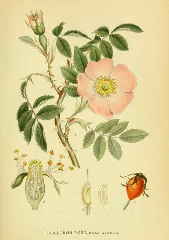 Reproducción/Reproduction 8147596150: Billeder af nordens flora,. København,G.E.C. Gad's forlag,1917-1927.