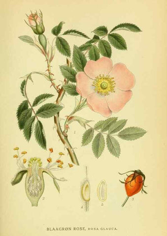 Reproducción/Reproduction 8147596150: Billeder af nordens flora,. København,G.E.C. Gad's forlag,1917-1927.