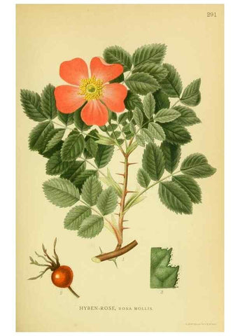 Reproducción/Reproduction 8147564073: Billeder af nordens flora,. København,G.E.C. Gad's forlag,1917-1927.