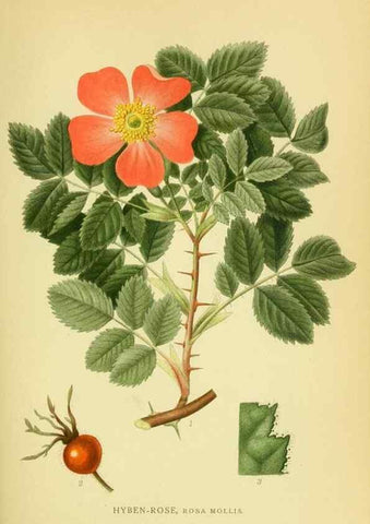 Reproducción/Reproduction 8147564073: Billeder af nordens flora,. København,G.E.C. Gad's forlag,1917-1927.