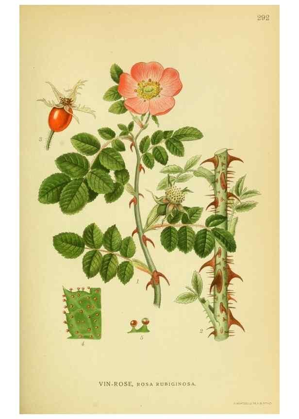 Reproducción/Reproduction 8147597208: Billeder af nordens flora,. København,G.E.C. Gad's forlag,1917-1927.