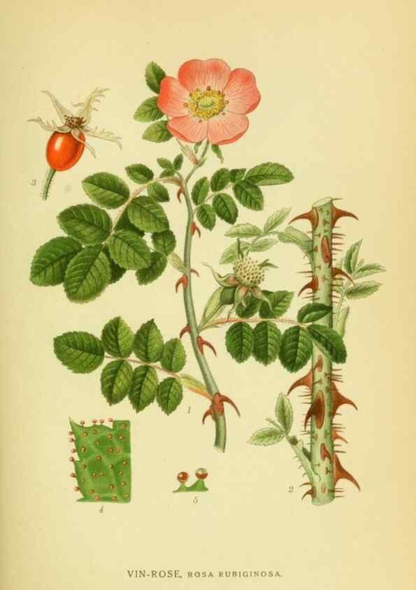 Reproducción/Reproduction 8147597208: Billeder af nordens flora,. København,G.E.C. Gad's forlag,1917-1927.