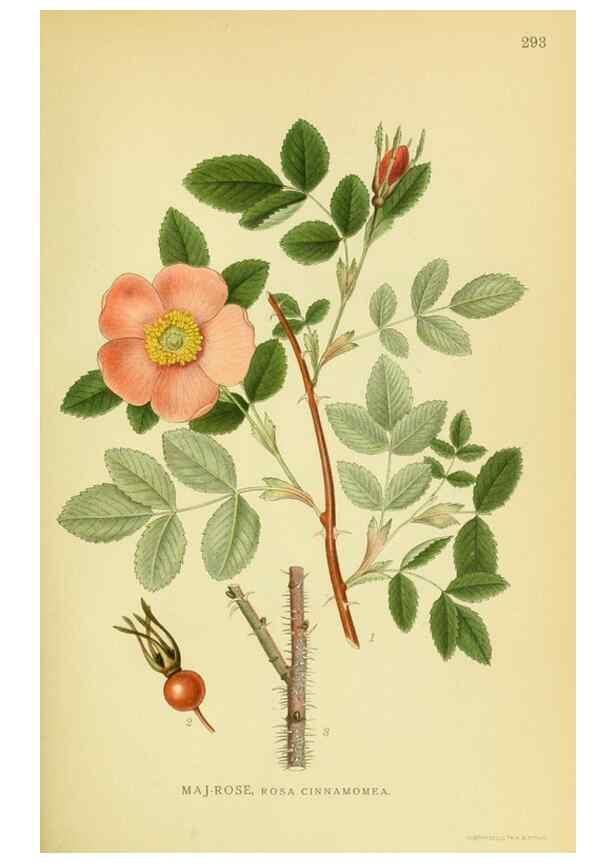 Reproducción/Reproduction 8147565187: Billeder af nordens flora,. København,G.E.C. Gad's forlag,1917-1927.