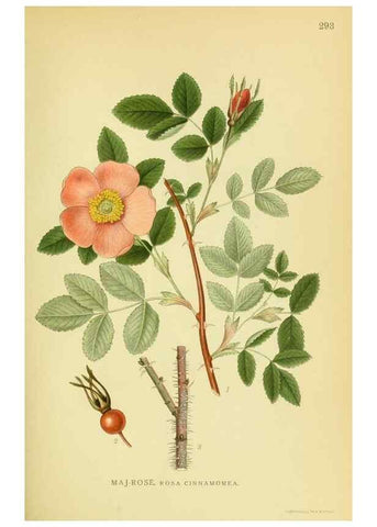 Reproducción/Reproduction 8147565187: Billeder af nordens flora,. København,G.E.C. Gad's forlag,1917-1927.