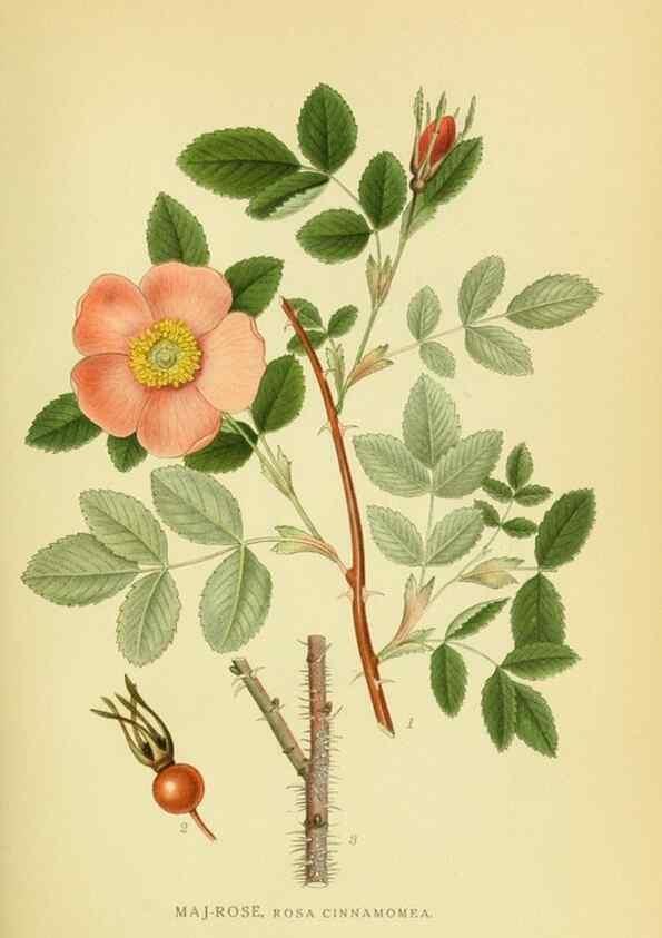 Reproducción/Reproduction 8147565187: Billeder af nordens flora,. København,G.E.C. Gad's forlag,1917-1927.