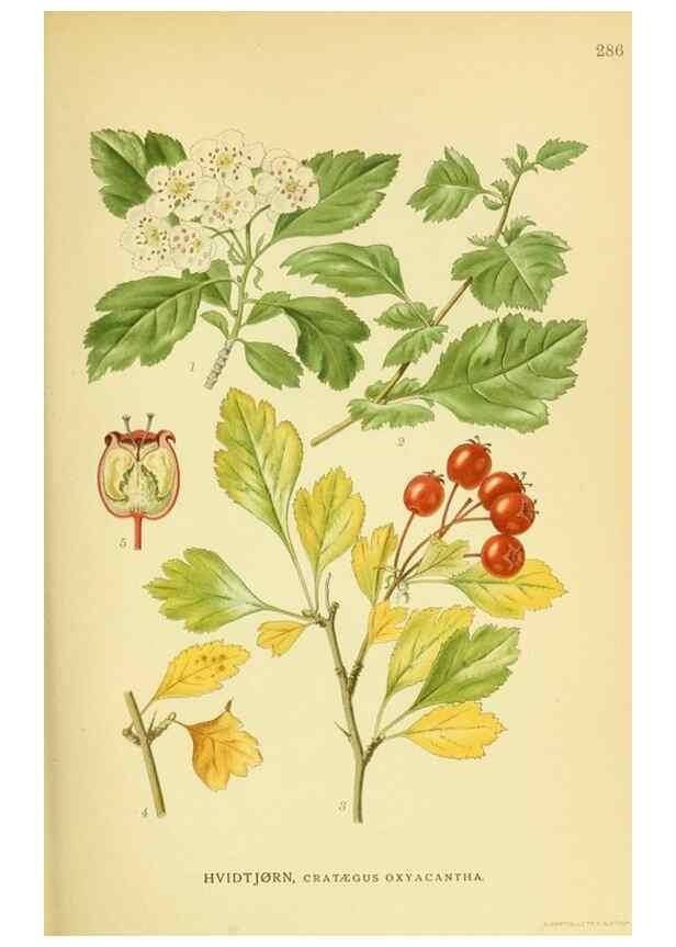 Reproducción/Reproduction 8147594076: Billeder af nordens flora,. København,G.E.C. Gad's forlag,1917-1927.