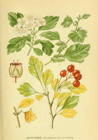 Reproducción/Reproduction 8147594076: Billeder af nordens flora,. København,G.E.C. Gad's forlag,1917-1927.