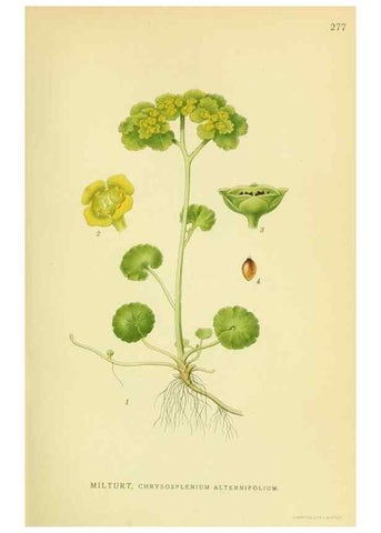 Reproducción/Reproduction 8147557075: Billeder af nordens flora,. København,G.E.C. Gad's forlag,1917-1927.
