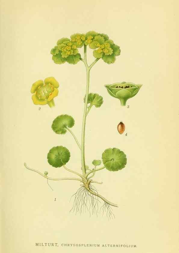 Reproducción/Reproduction 8147557075: Billeder af nordens flora,. København,G.E.C. Gad's forlag,1917-1927.
