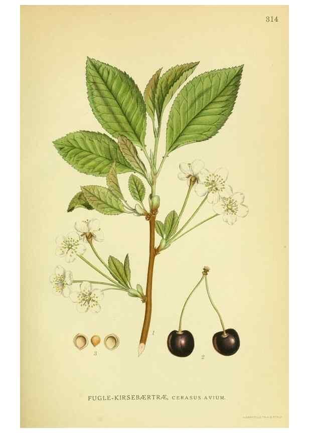 Reproducción/Reproduction 8147607738: Billeder af nordens flora,. København,G.E.C. Gad's forlag,1917-1927.