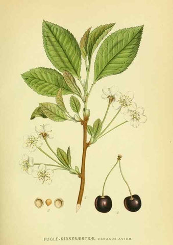 Reproducción/Reproduction 8147607738: Billeder af nordens flora,. København,G.E.C. Gad's forlag,1917-1927.
