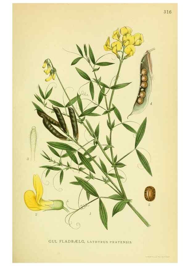 Reproducción/Reproduction 8147576179: Billeder af nordens flora,. København,G.E.C. Gad's forlag,1917-1927.