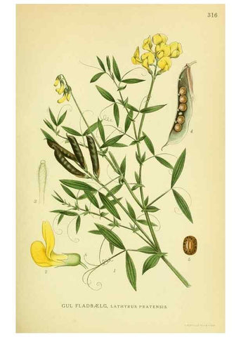 Reproducción/Reproduction 8147576179: Billeder af nordens flora,. København,G.E.C. Gad's forlag,1917-1927.