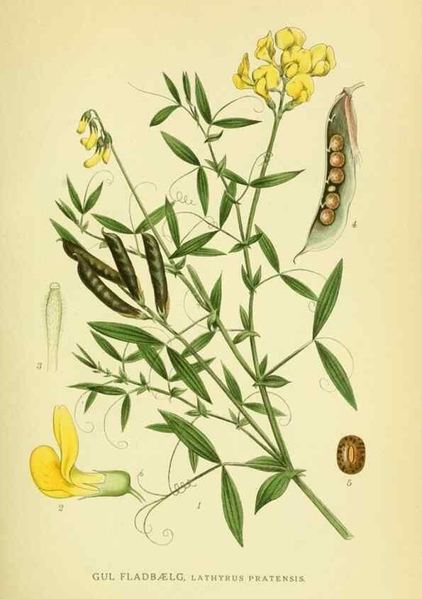 Reproducción/Reproduction 8147576179: Billeder af nordens flora,. København,G.E.C. Gad's forlag,1917-1927.
