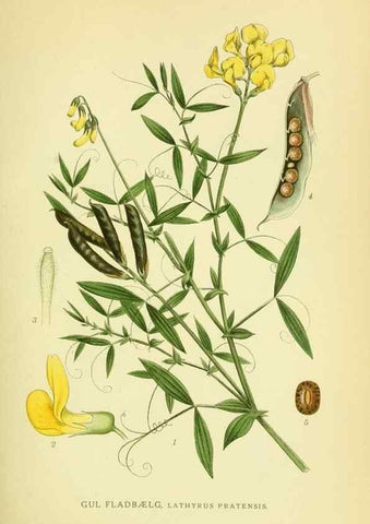 Reproducción/Reproduction 8147576179: Billeder af nordens flora,. København,G.E.C. Gad's forlag,1917-1927.