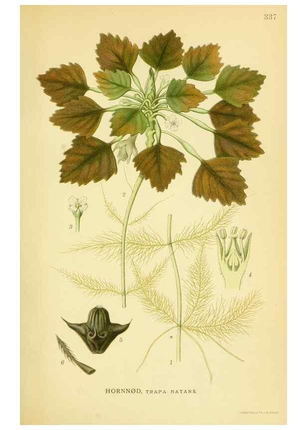 Reproducción/Reproduction 8147586069: Billeder af nordens flora,. København,G.E.C. Gad's forlag,1917-1927.