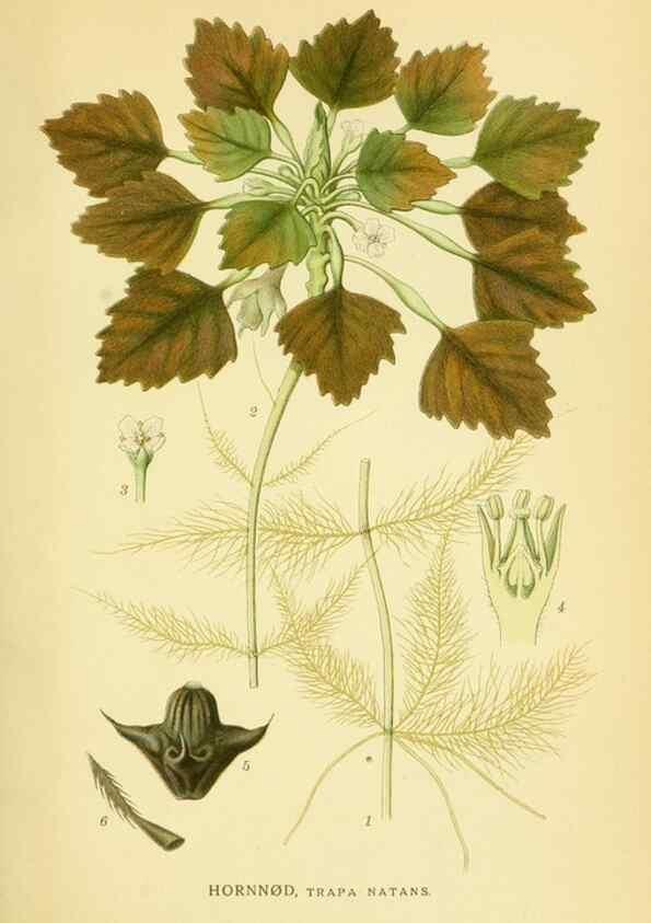 Reproducción/Reproduction 8147586069: Billeder af nordens flora,. København,G.E.C. Gad's forlag,1917-1927.