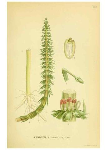 Reproducción/Reproduction 8147586493: Billeder af nordens flora,. København,G.E.C. Gad's forlag,1917-1927.