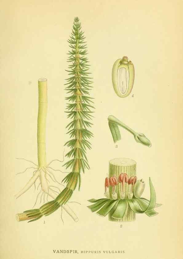 Reproducción/Reproduction 8147586493: Billeder af nordens flora,. København,G.E.C. Gad's forlag,1917-1927.
