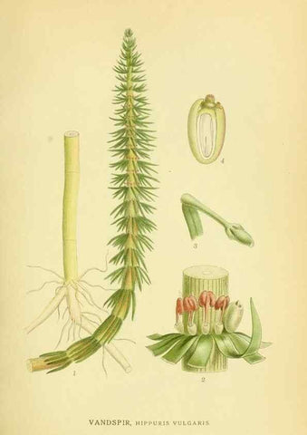 Reproducción/Reproduction 8147586493: Billeder af nordens flora,. København,G.E.C. Gad's forlag,1917-1927.